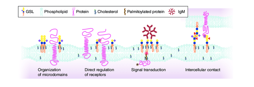 1953027746330955776-glycosphingolipid-microarray-service1.png