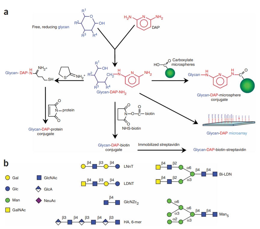 1953717871775961088-glycan-derivatization-service1.jpg