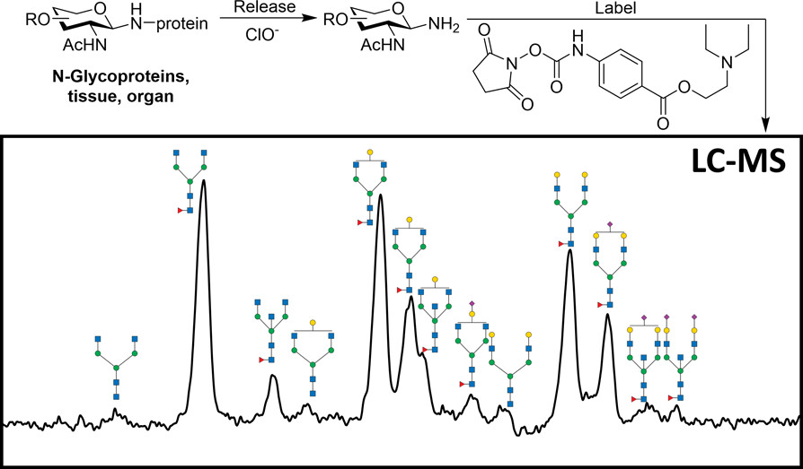 1953730885501702144-glycan-composition-analysis-service1.jpeg