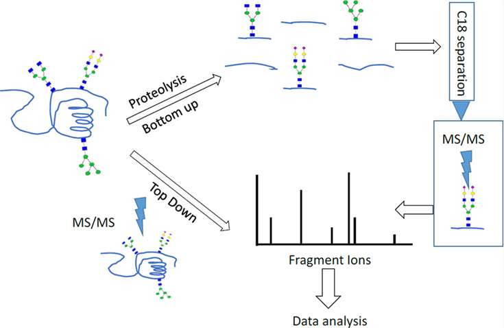 1953732878668517376-glycoprotein-amino-acid-sequence-analysis-service2.jpg