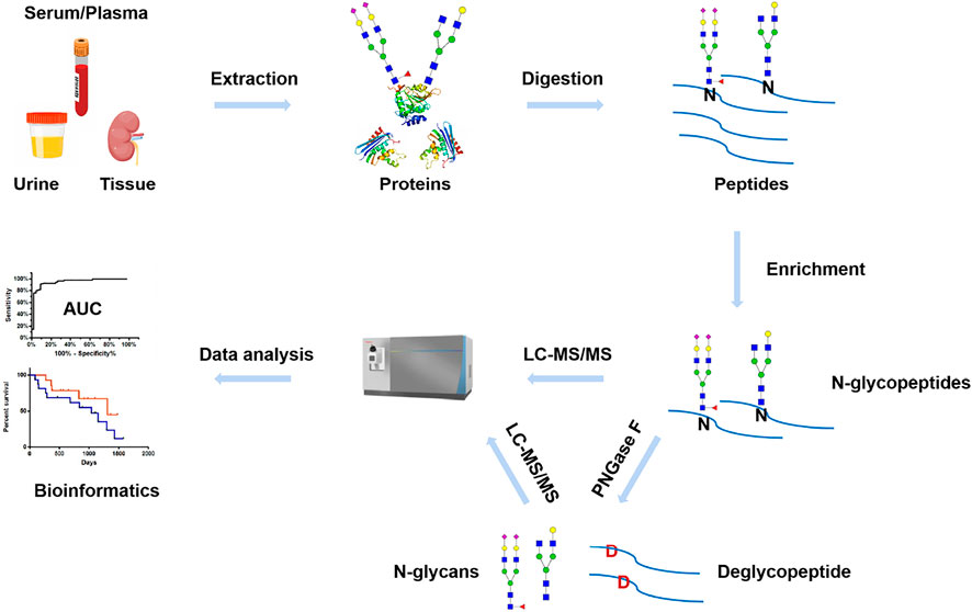 1953733452944232448-glycoprotein-label-free-quantitative-analysis-service1.jpg