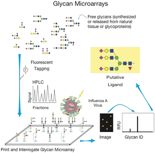 1953745389623037952-glycan-microarray-service2.jpg