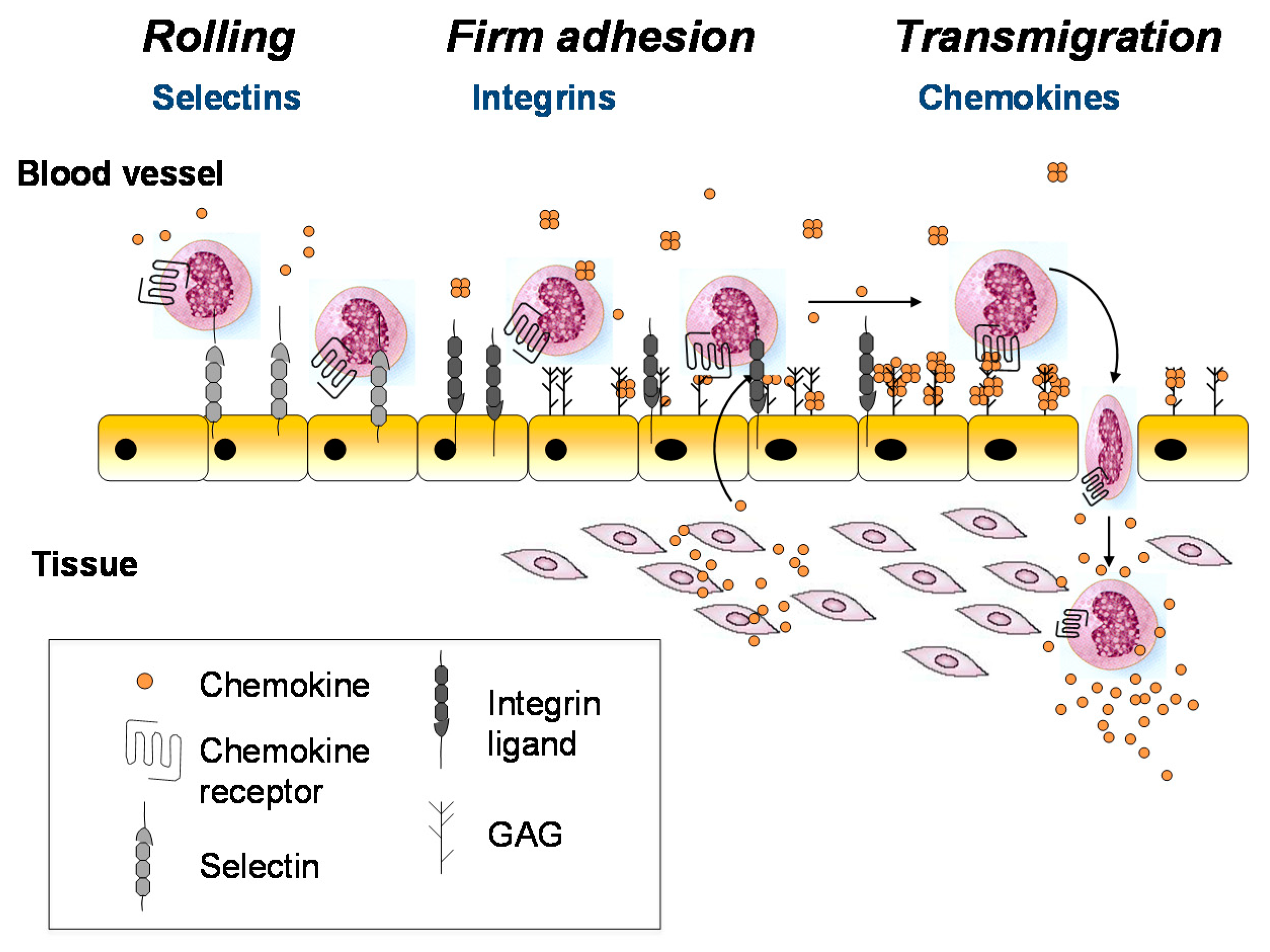 1954837878199144448-glycosaminoglycan-microarray-service1.png