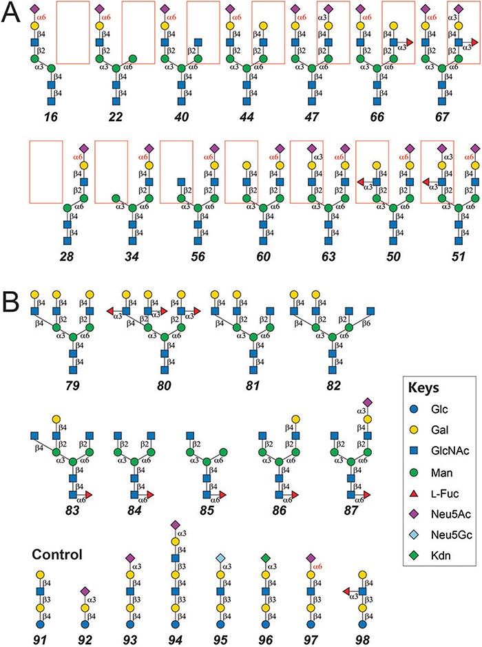 1954838084915417088-glycan-branching-analysis-service1.jpeg