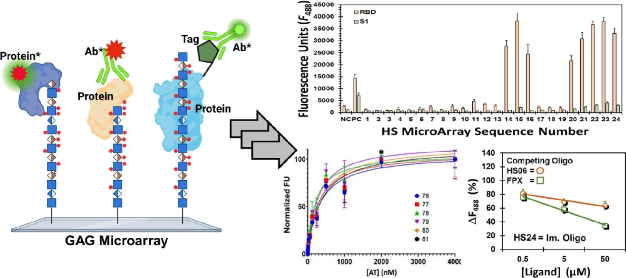 1954838134798274560-glycosaminoglycan-microarray-service2.jpg