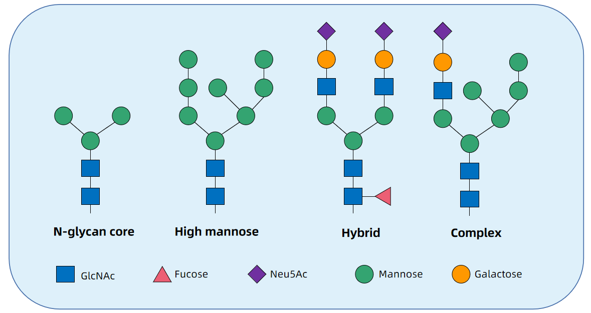 1955201955544481792-high-throughput-mannose-screening-service1.png