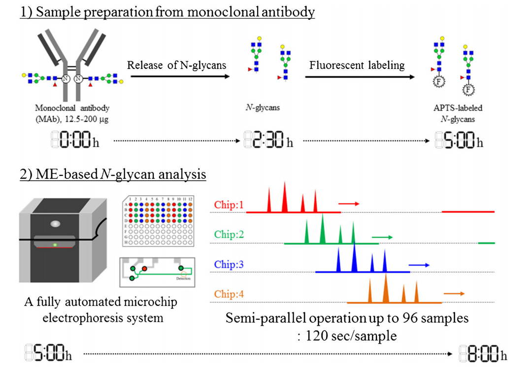 1955093943398551552-high-throughput-n-glycan-screening-service1.PNG
