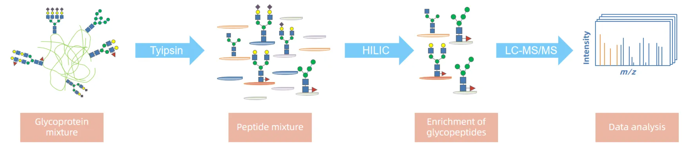 1955185817060757504-glycoprotein-quantification-service1.png