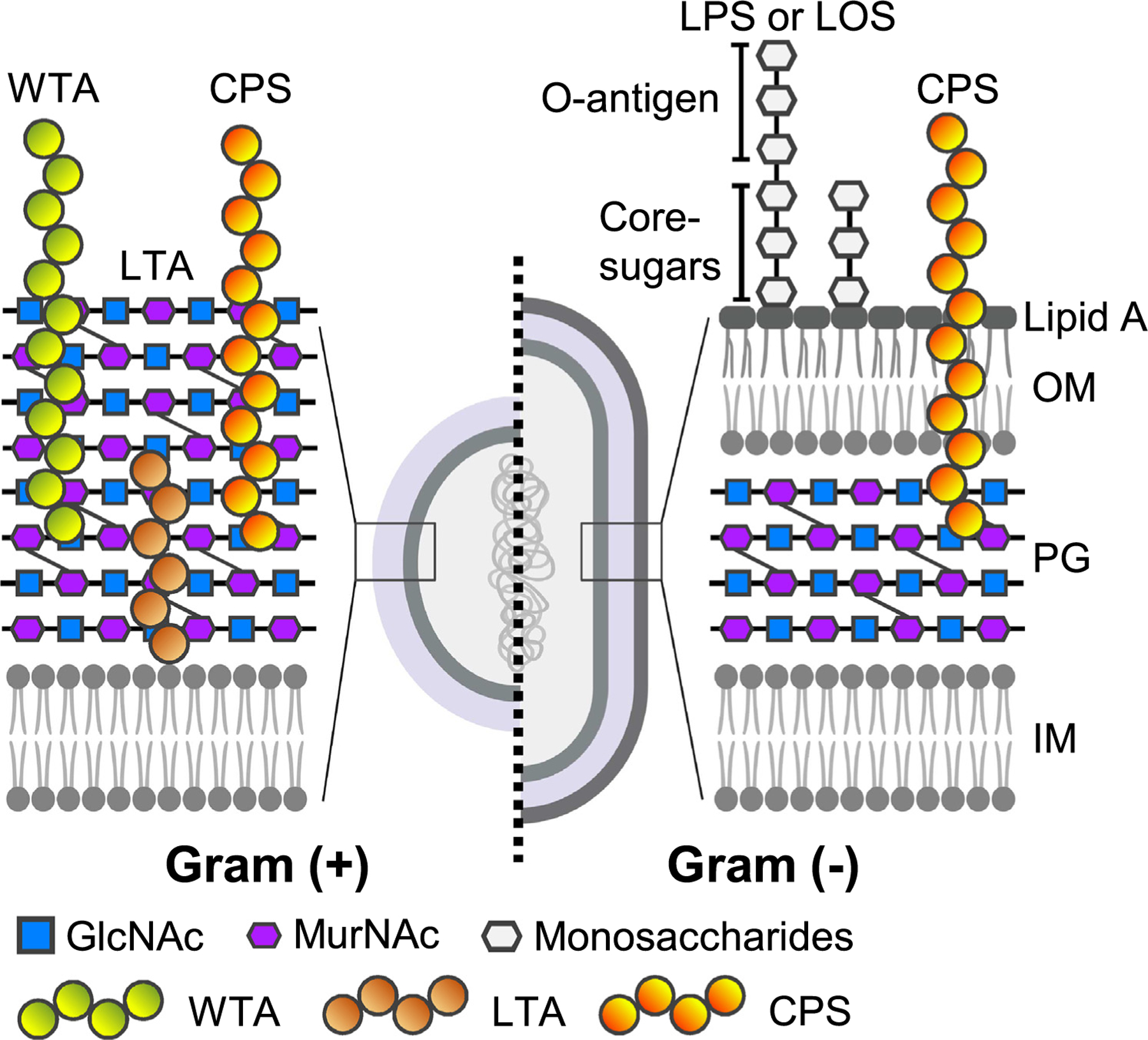 1955200492301307904-microbial-glycan-microarray-service1.jpg