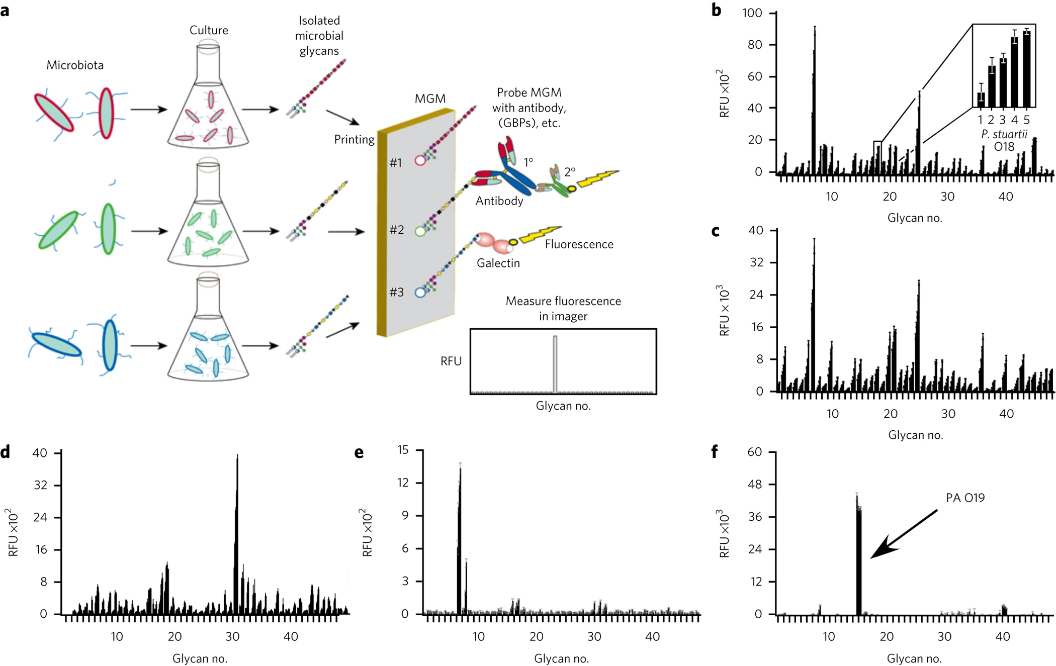 1955200702654042112-microbial-glycan-microarray-service2.webp