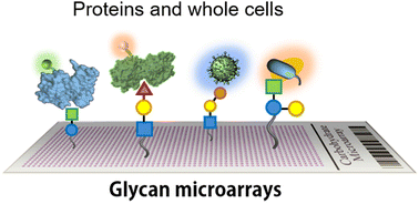 1955202619195117568-enzyme-glycan-microarray-service1.png