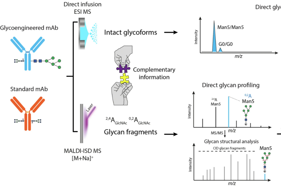 1955553968102883328-drug-glycosylation-characterization-service3.png