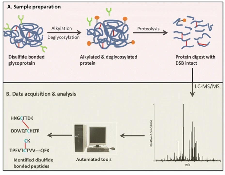 1955822509908152320-glycoprotein-lc-ms-disulfide-bridge-mapping-service2.png