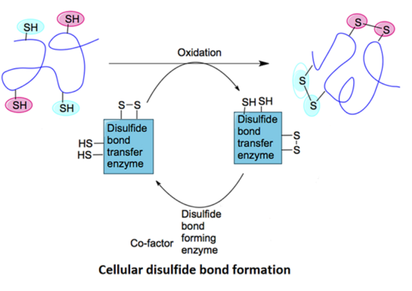 1955865900033363968-glycoprotein-lc-ms-disulfide-bridge-mapping-service1.png
