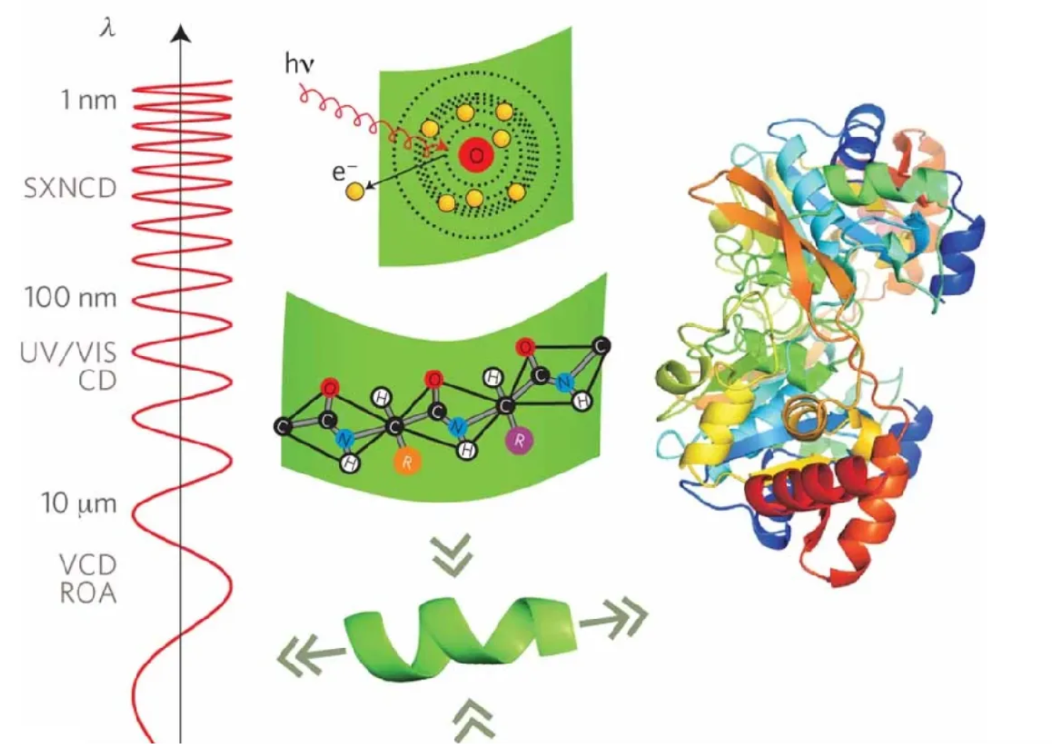 1955889008572223488-glycoprotein-circular-dichroism-cd-analysis-service1.png