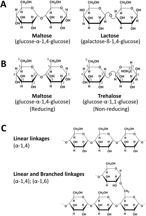1955926774555201536-glycan-linkage-analysis-service1.jpg