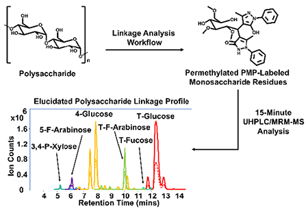 1955927041157746688-glycan-linkage-analysis-service2.jpg