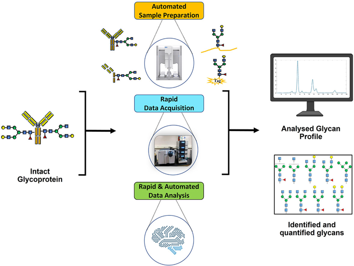 1956257157607968768-automated-lc-ms-based-high-throughput-glycan-screening-solution1.jpg