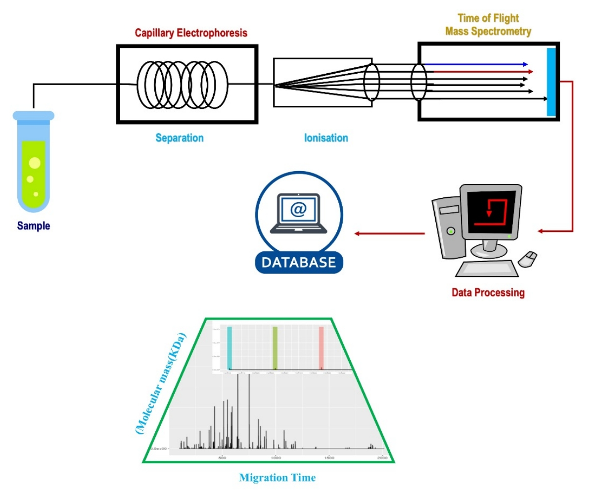1956260366019842048-ce-ms-based-high-throughput-glycan-screening-solution1.png