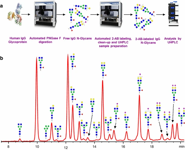 1956265002114076672-hplc-based-high-throughput-glycan-screening-solution1.png