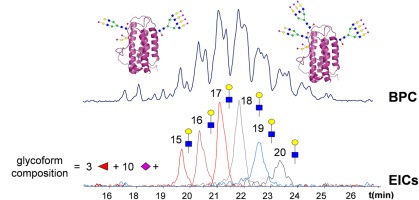 1956283660601249792-intact-glycoproteins-analysis-service1.jpg