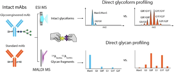 1956283860497584128-intact-glycoproteins-analysis-service2.webp