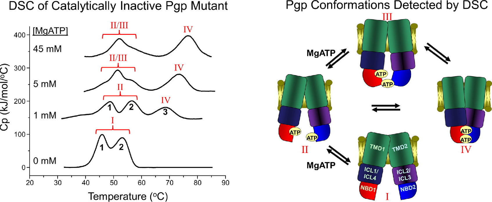 1956276268270473216-glycoprotein-differential-scanning-calorimetry-analysis-service1.png