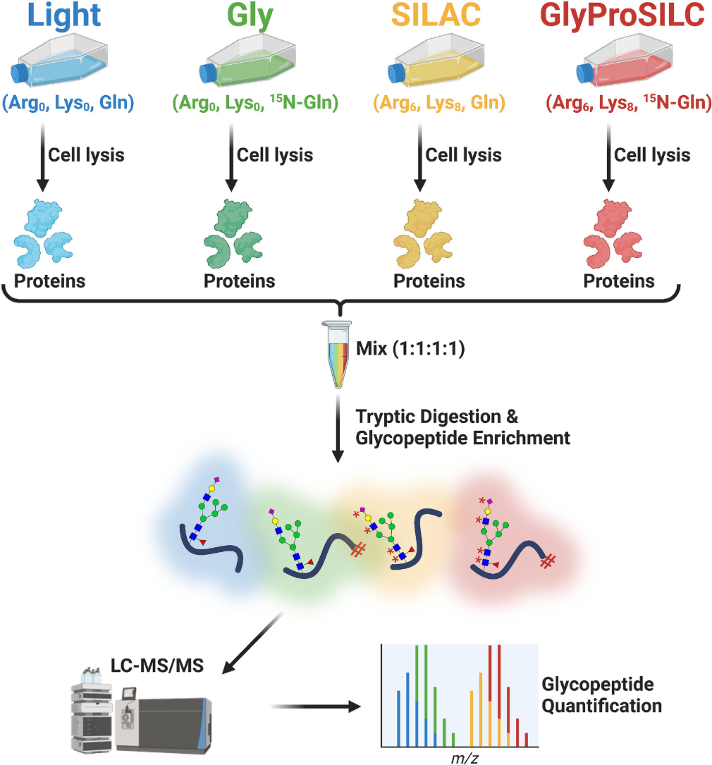 1957319372876402688-glycoprotein-stable-isotope-quantification-analysis-service1.png