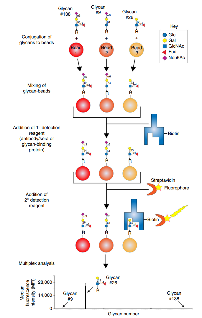 1957336421304487936-high-throughput-glycan-binding-proteins-screening-service1.PNG