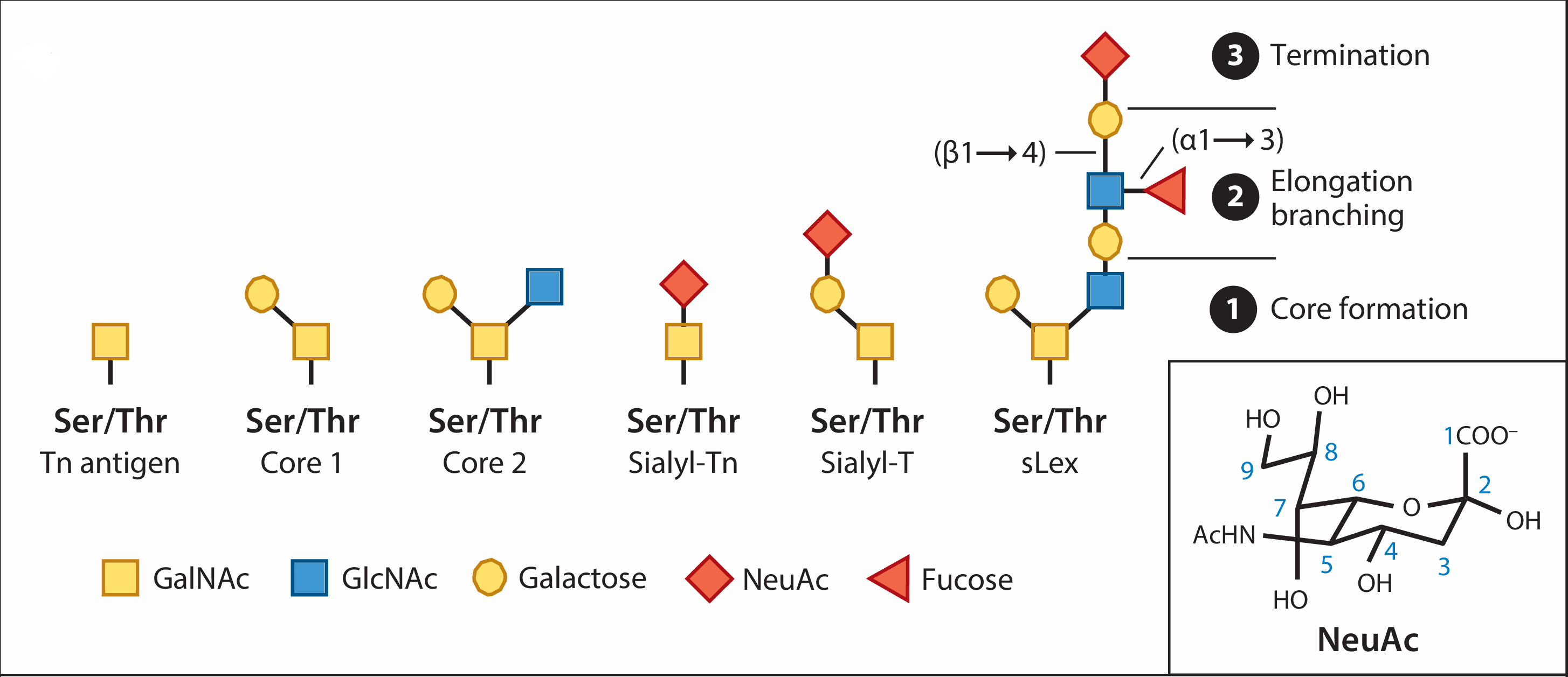 1957369215523082240-glycan-structure-analysis-service1.png