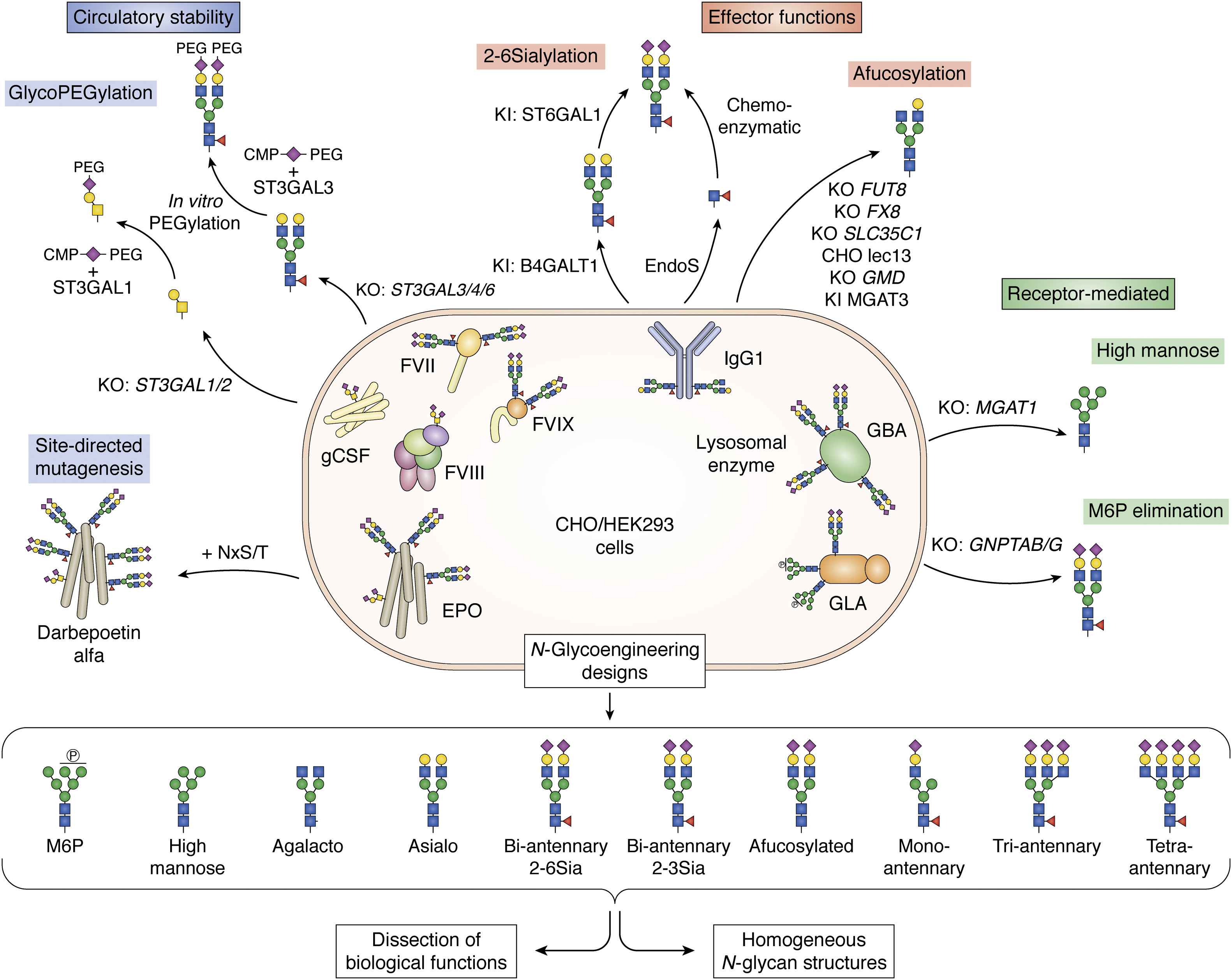 1957372887829172224-high-throughput-glycoengineered-cell-line-glycan-screening-service1.jpg