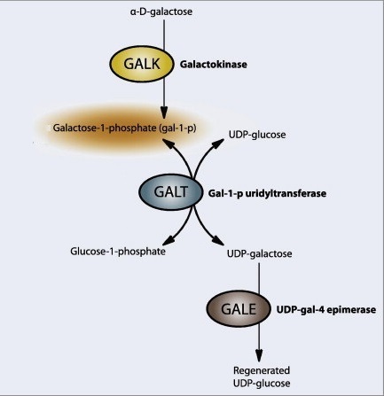 high-throughput-human-galactokinase-inhibitors-screening-service1.jpg