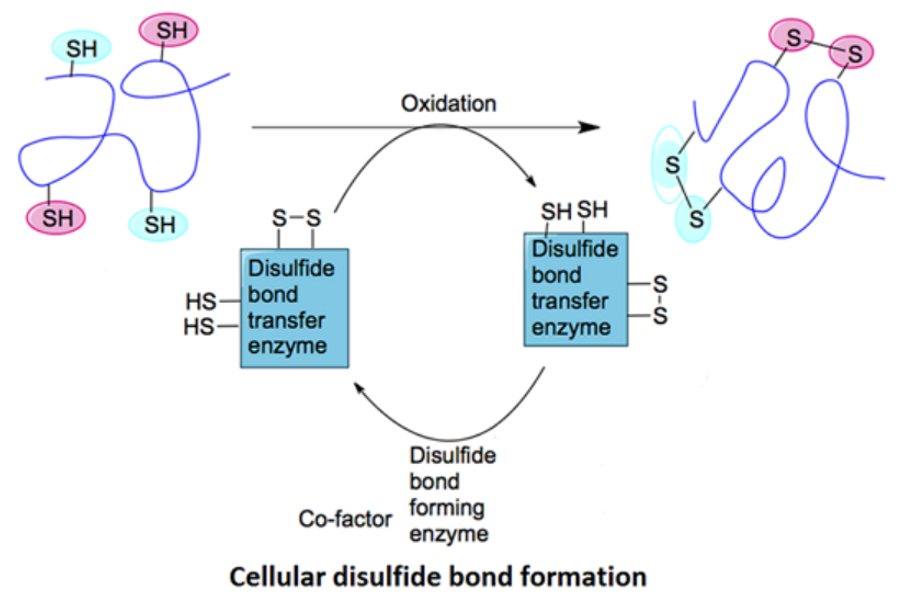 1956229596010106880-glycoprotein-secondary-structure-analysis-service2.png
