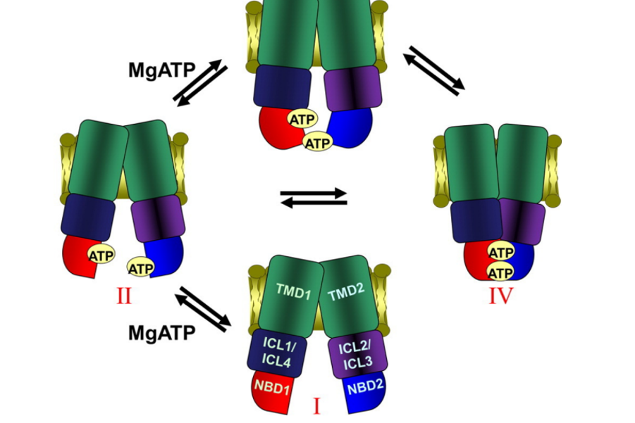 1956278025826455552-glycoprotein-secondary-structure-analysis-service6.png