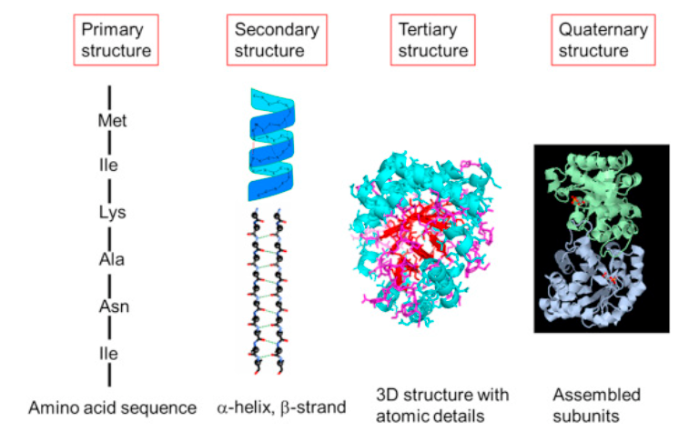 1957374146191675392-glycoprotein-structure-analysis-services1.png