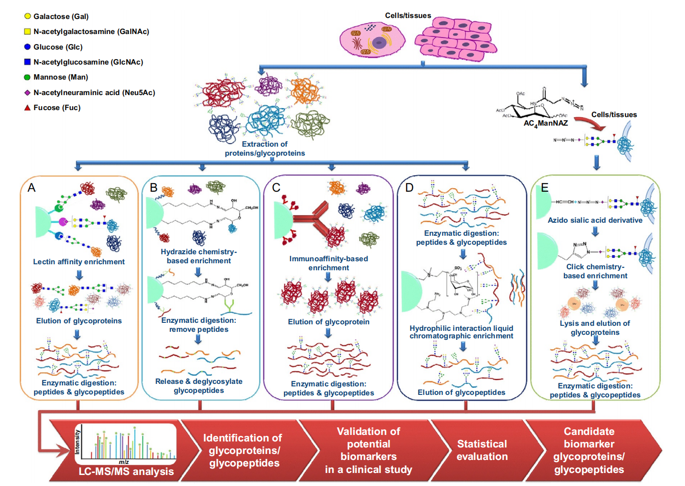 1957641933099225088-glycoprotein-peptide-enrichment-service1.png