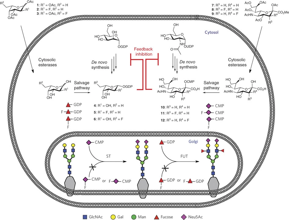 high-throughput-sialyl--and-fucosyltransferases-inhibitors-screening-service1.webp