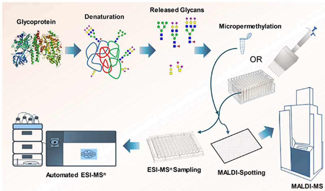 high-throughput-automated-micro-permethylation-based-glycan-structure-analysis-service1.jpg