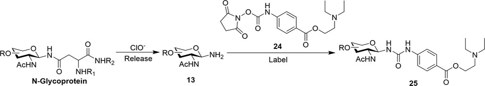 1957739184798683136-glycan-release-service1.jpeg