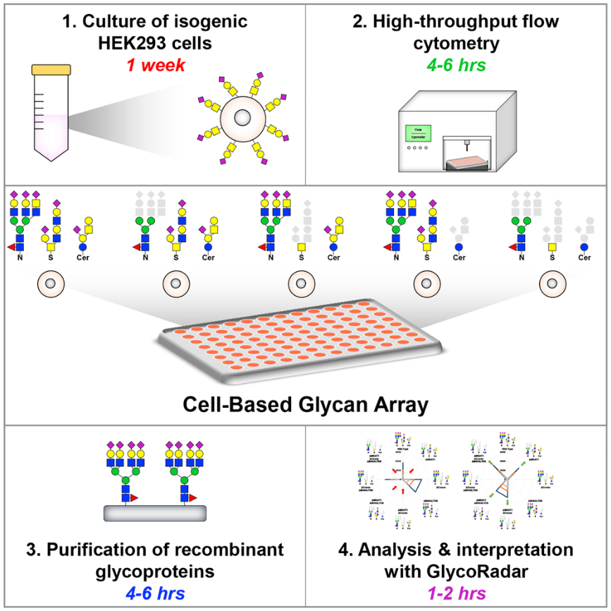 1957978946890940416-1957731400883490816-high-throughput-glycan-screening-service1.PNG