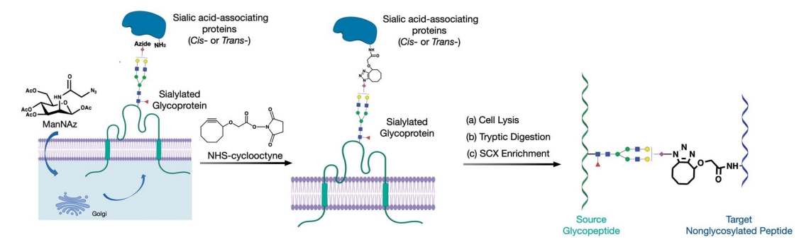 1958092239792623616-glycan-cross-linking-analysis-service1.jpg