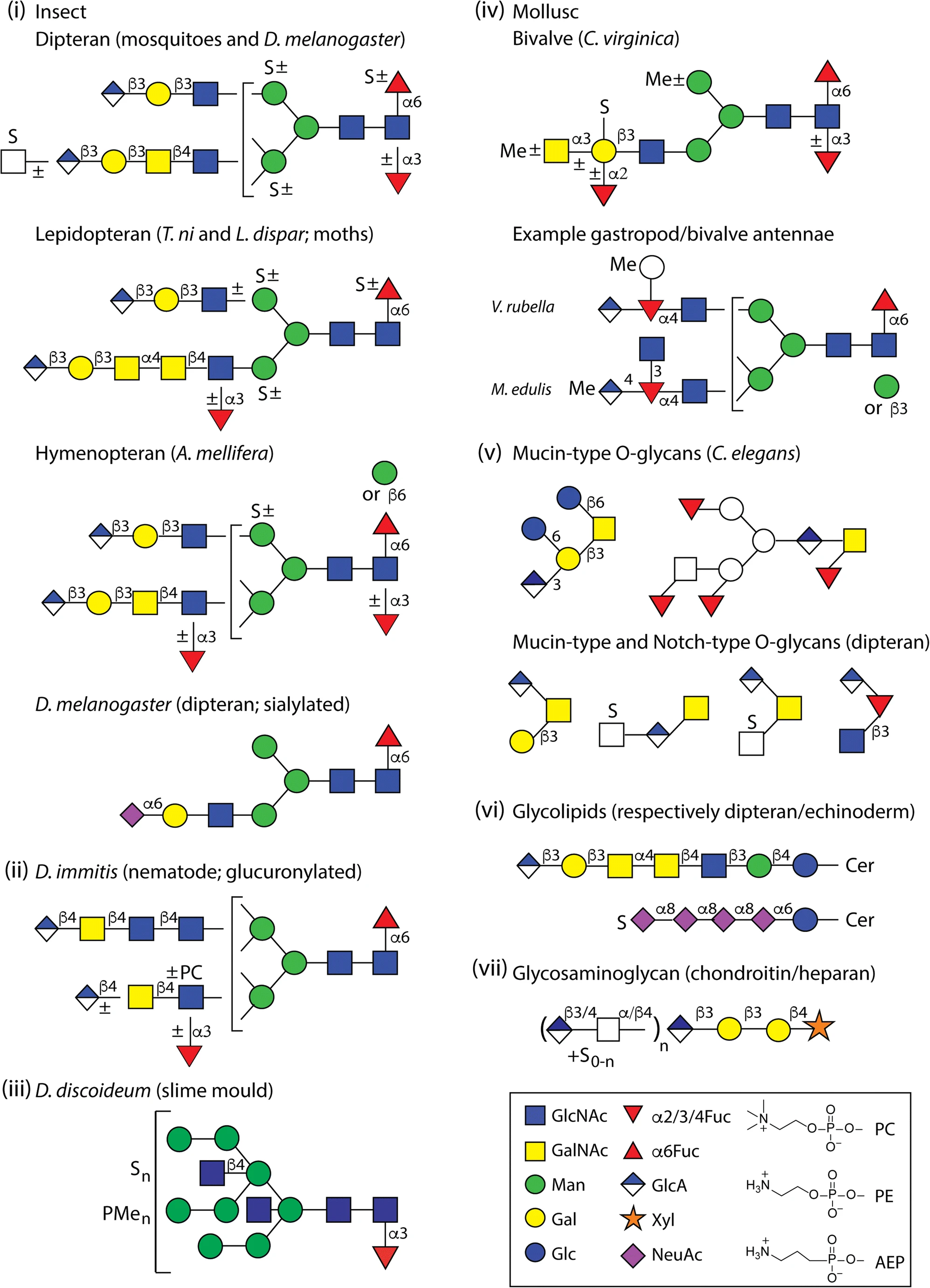 1958464552828522496-glycan-modification-analysis-service1.png