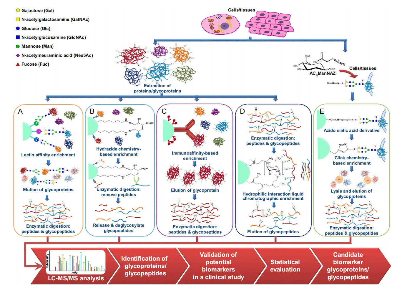 1958725591943991296-glycoprotein-biomarker-analysis-service1.png