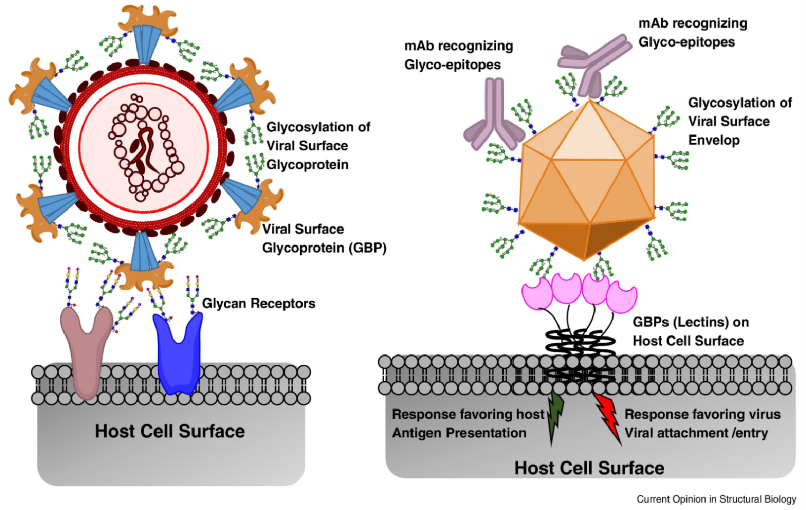 1958796032037474304-glycosylation-protein-interaction-analysis-service1.png