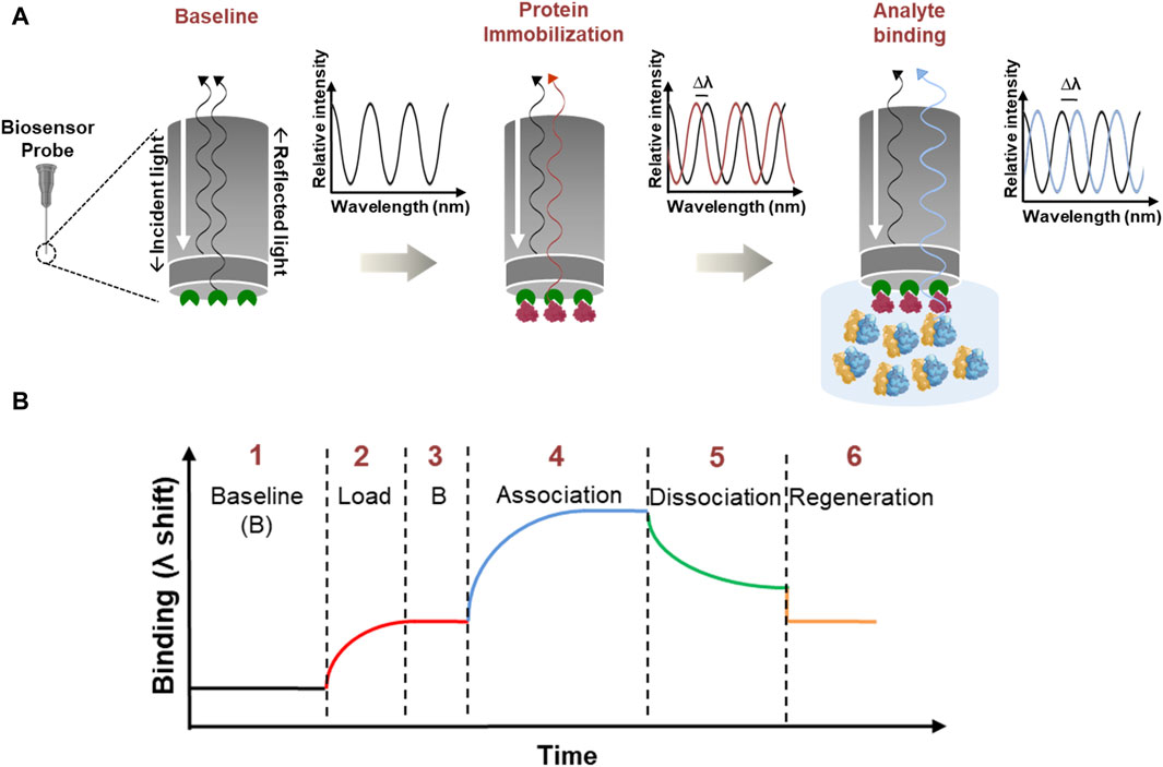 1958806671225114624-biolayer-interferometry-bli-service1.jpg