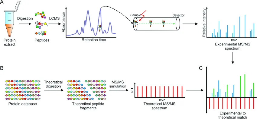 1959857420323377152-mass-spectrometry-based-protein-sequencing-service1.png