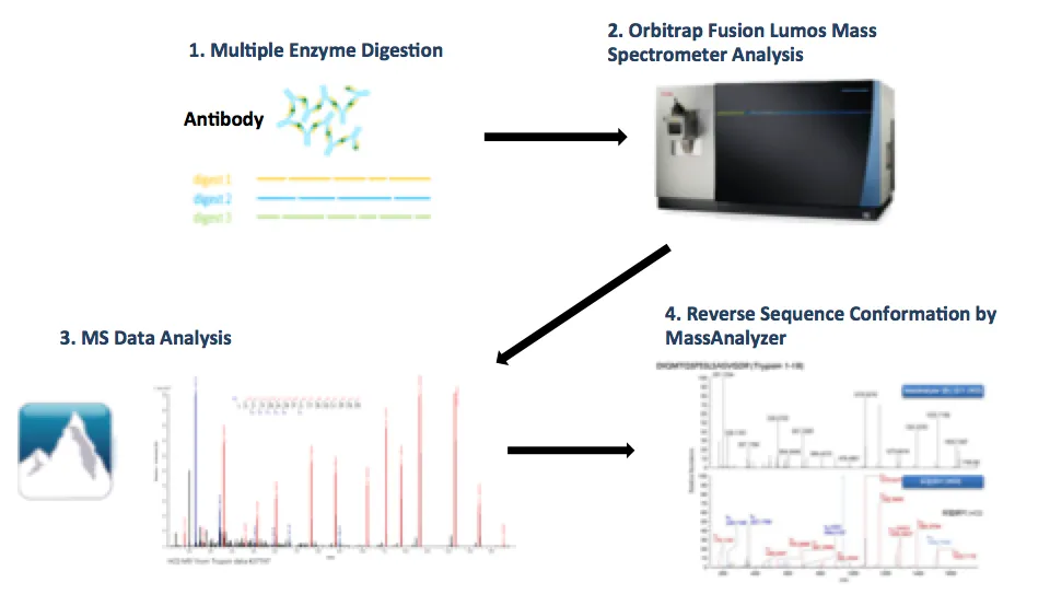 1959858457079828480-mass-spectrometry-based-protein-sequencing-service3.png