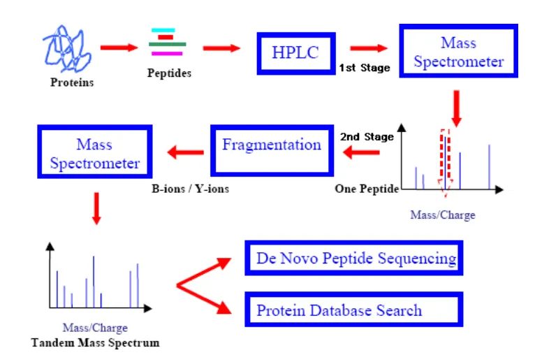 1959859655946129408-mass-spectrometry-based-protein-sequencing-service6.PNG