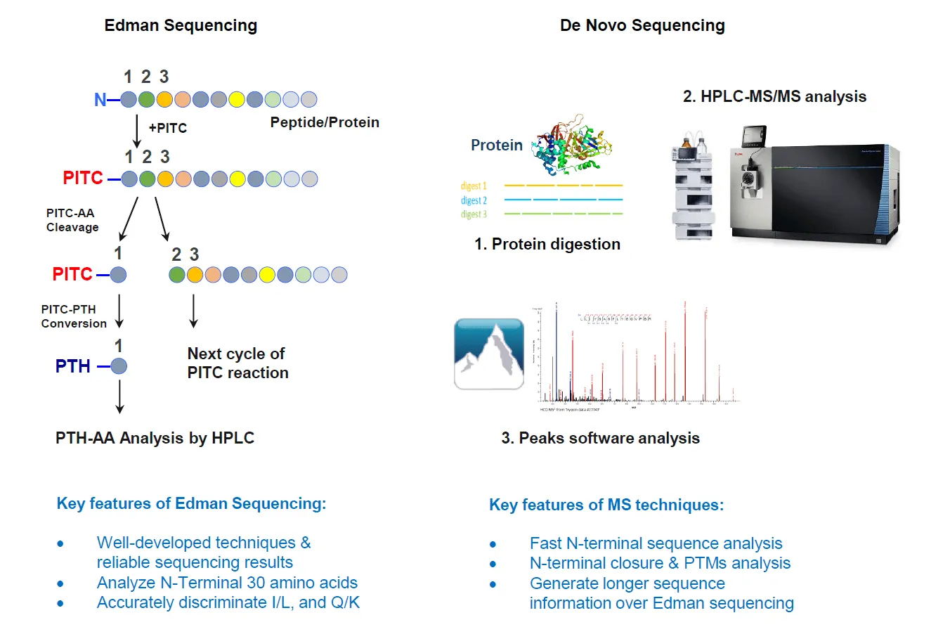 1959866938545524736-mass-spectrometry-based-protein-sequencing-service9.PNG