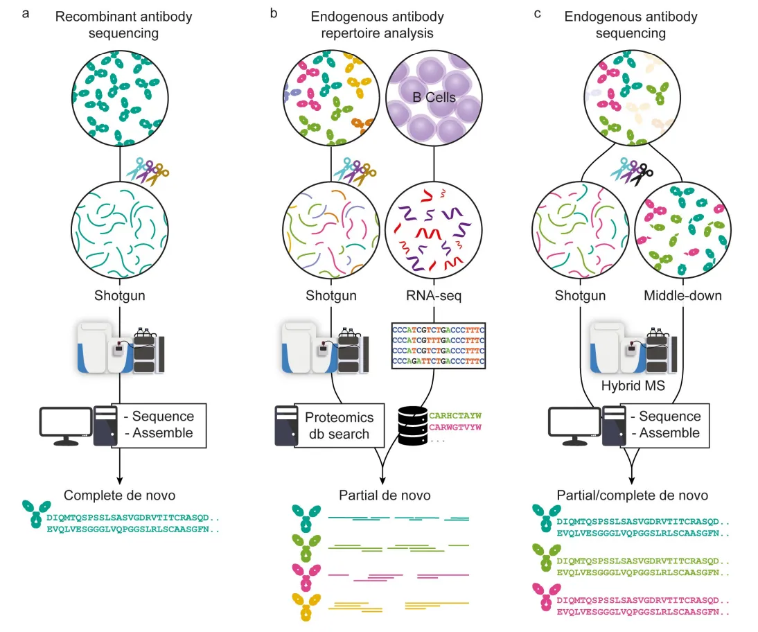 1959867771509133312-mass-spectrometry-based-protein-sequencing-service7.PNG